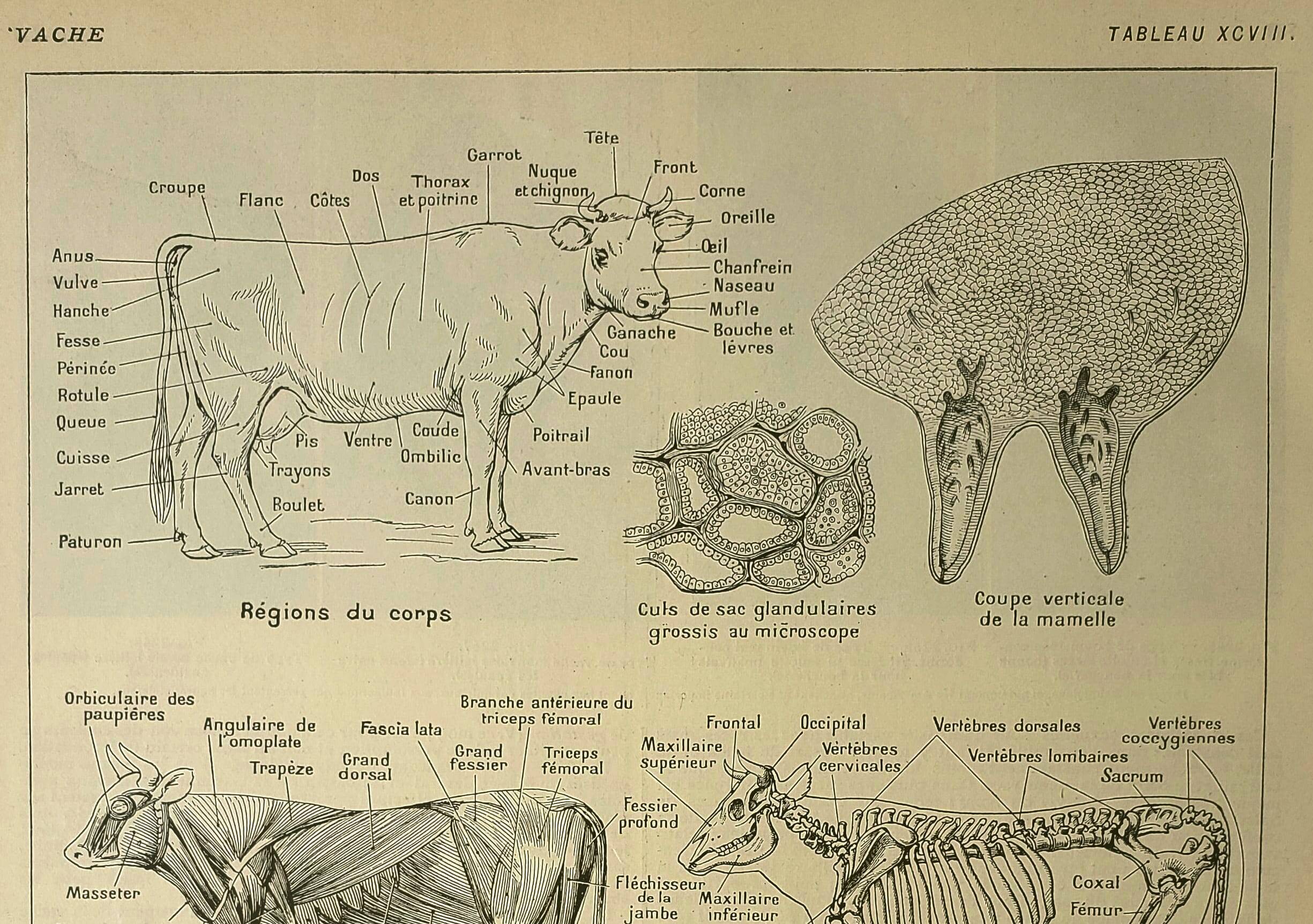 Antique lithograph 1921 - cow anatomy - Educational engraving