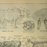 Antique lithograph 1921 - cow anatomy - Educational engraving