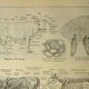 Antique lithograph 1921 - cow anatomy - Educational engraving