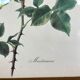Pair of vintage botanical boards