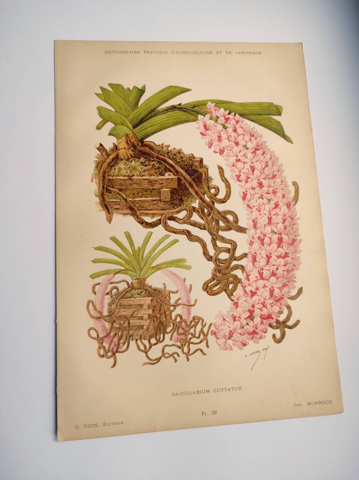 Botanical plate from 1897 - Spotted Saccolabium - Original old flower engraving by A.Lefevre