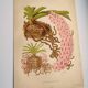 Botanical plate from 1897 - Spotted Saccolabium - Original old flower engraving by A.Lefevre