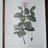 Set of 3 botanical posters - rose, gardenia, sonchus flowers