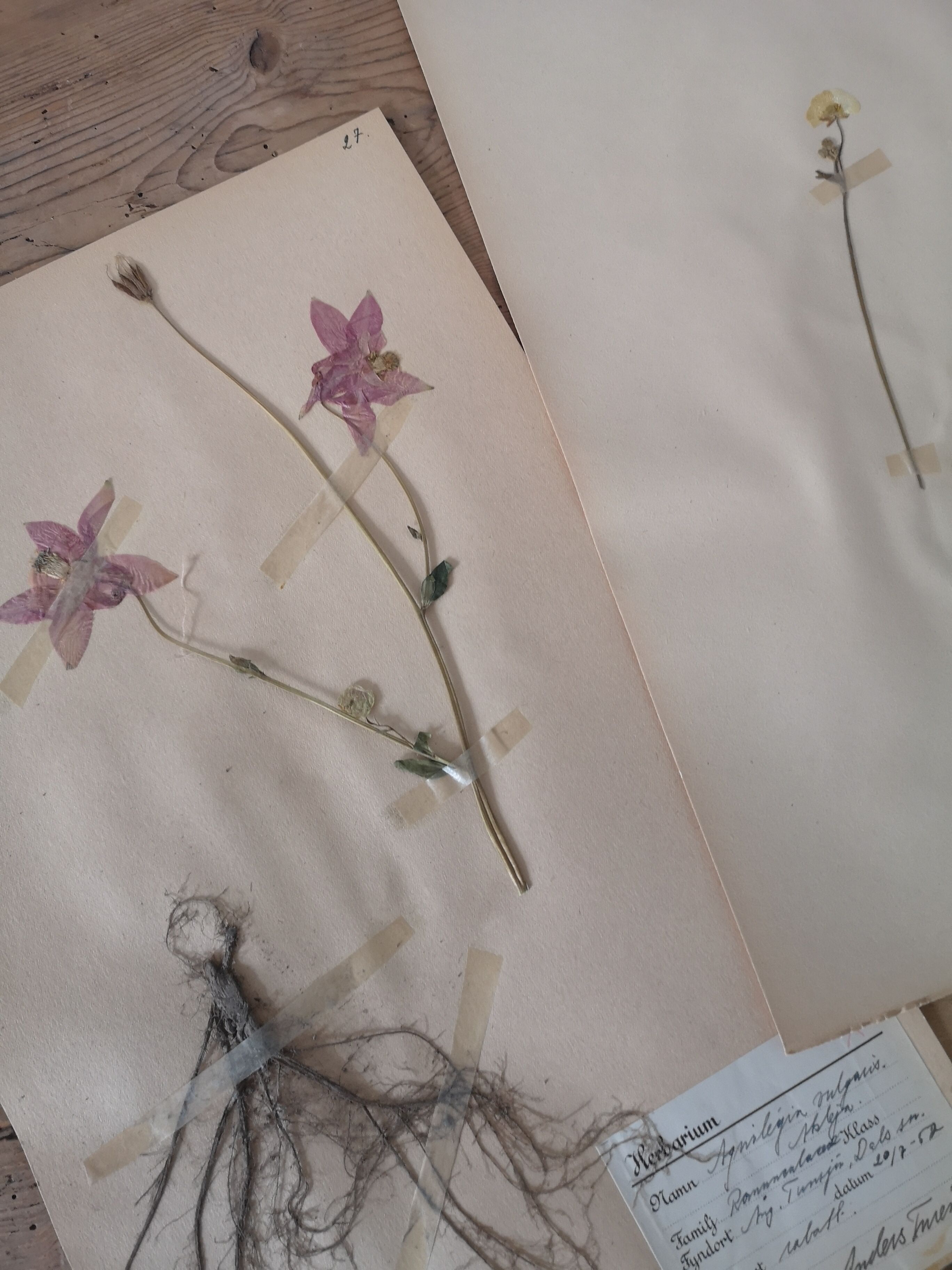 Ancient Swedish herbarium boards