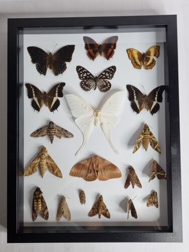 Painting of naturalized butterflies, collection of ancient entomologist