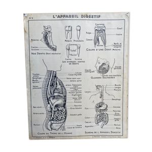 Carte 8 : l’appareil digestif