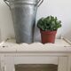 Pot en zinc de fleuriste