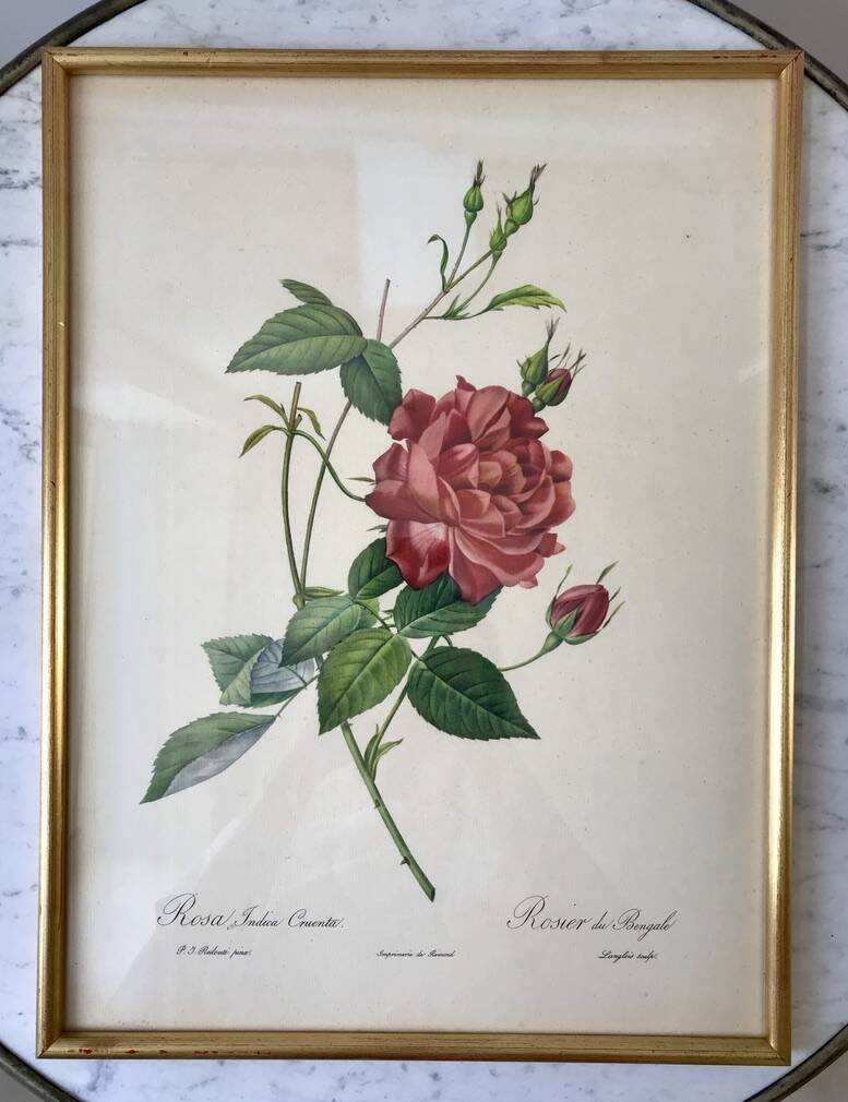 Lithograph pj reddreaded rosa indica cruenta framed 50s