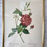 Lithograph pj reddreaded rosa indica cruenta framed 50s