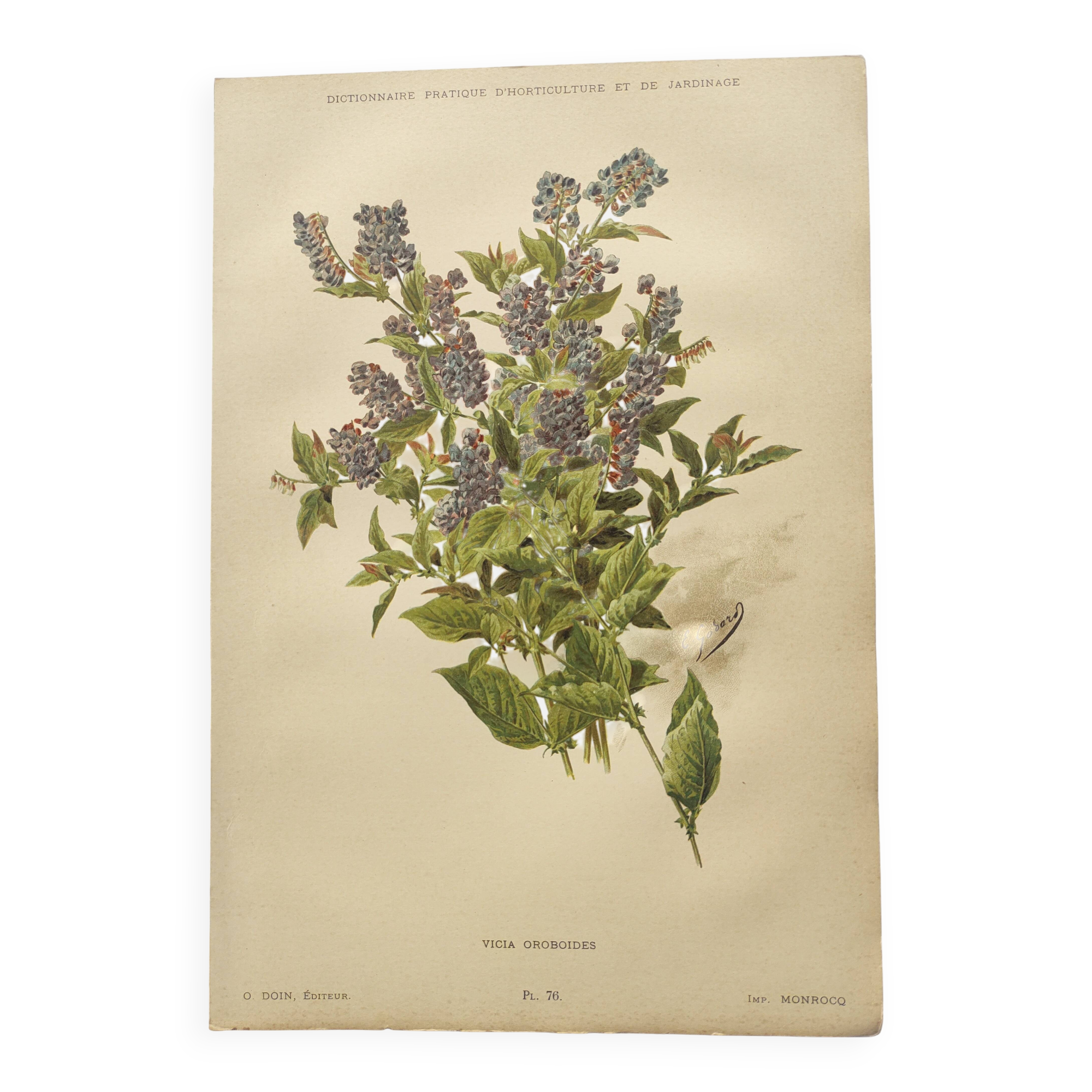 Botanical lithograph from 1897 - Vicia Oroboides - Print by E. Godard