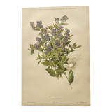 Botanical lithograph from 1897 - Vicia Oroboides - Print by E. Godard