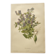 Botanical lithograph from 1897 - Vicia Oroboides - Print by E. Godard