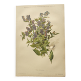 Botanical lithograph from 1897 - Vicia Oroboides - Print by E. Godard