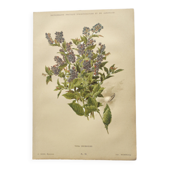 Lithographie botanique de 1897 - Vicia Oroboides - Estampe de E.Godard