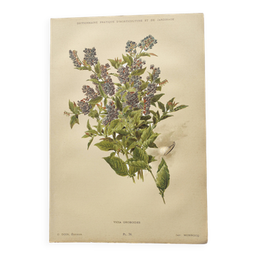 Lithographie botanique de 1897 - Vicia Oroboides - Estampe de E.Godard