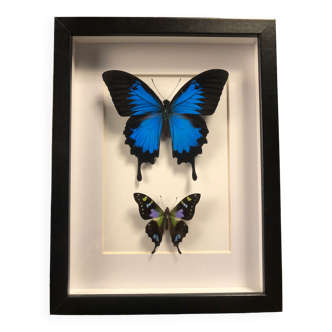 Butterflies frame