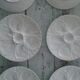 6 plates with white presentation oysters Pillivuyt France