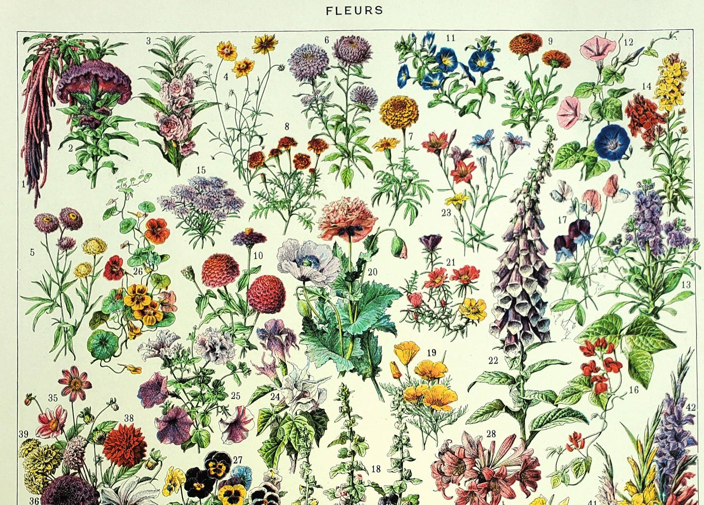Old engraving 1928 - Flower and plant I by Millot - botanical plate