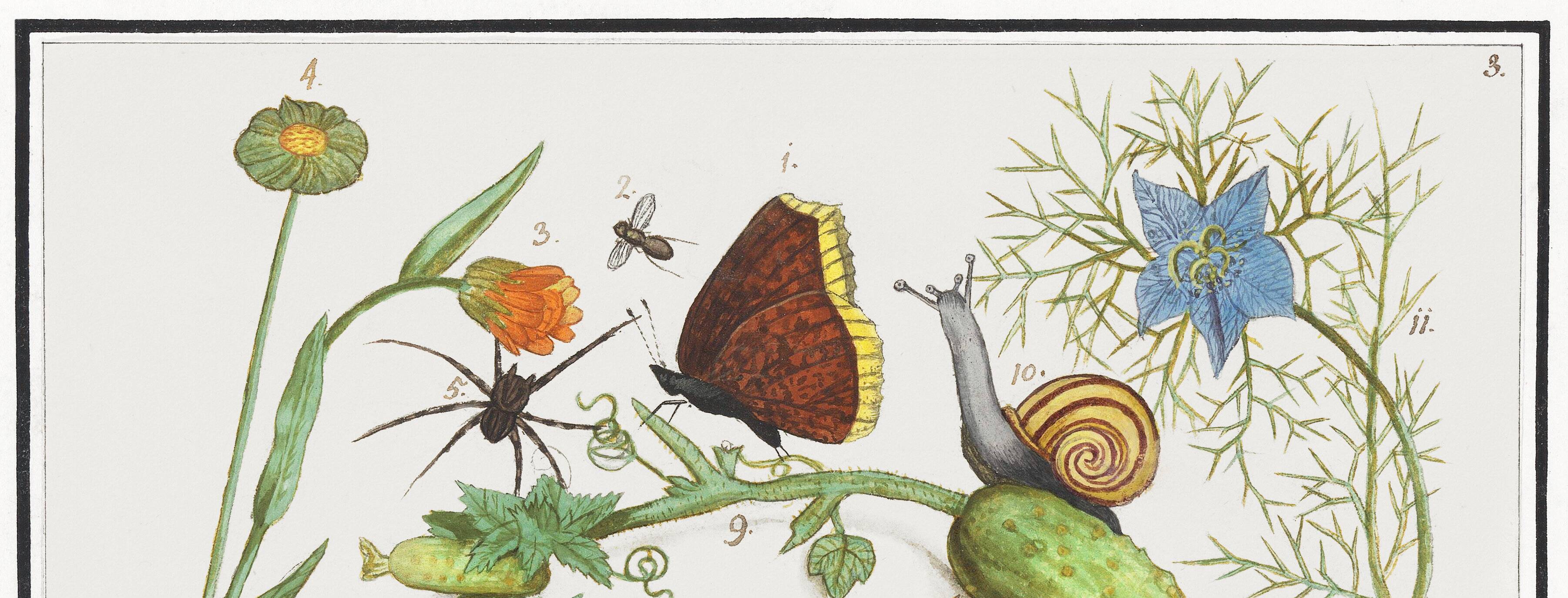 Small poster on insects and nature, based on an old engraving