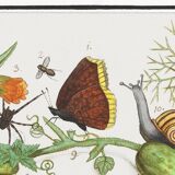 Small poster on insects and nature, based on an old engraving