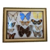 Butterfly frame