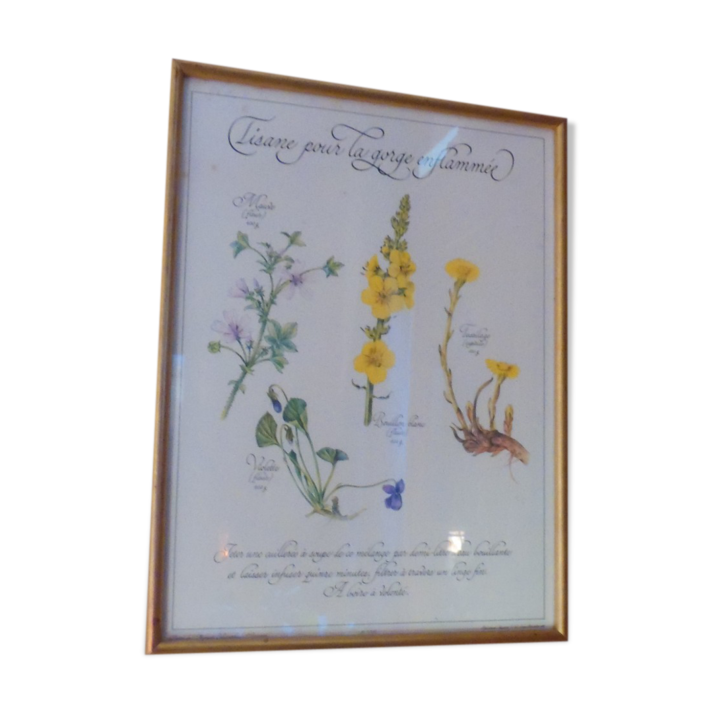 Botanical board Tisane inflamed throat , 1982 C Michaut