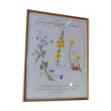 Botanical board Tisane inflamed throat , 1982 C Michaut