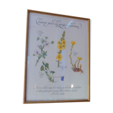 Botanical board Tisane inflamed throat , 1982 C Michaut