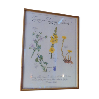 Botanical board Tisane inflamed throat , 1982 C Michaut