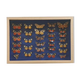 Butterfly frame stuffed under glass