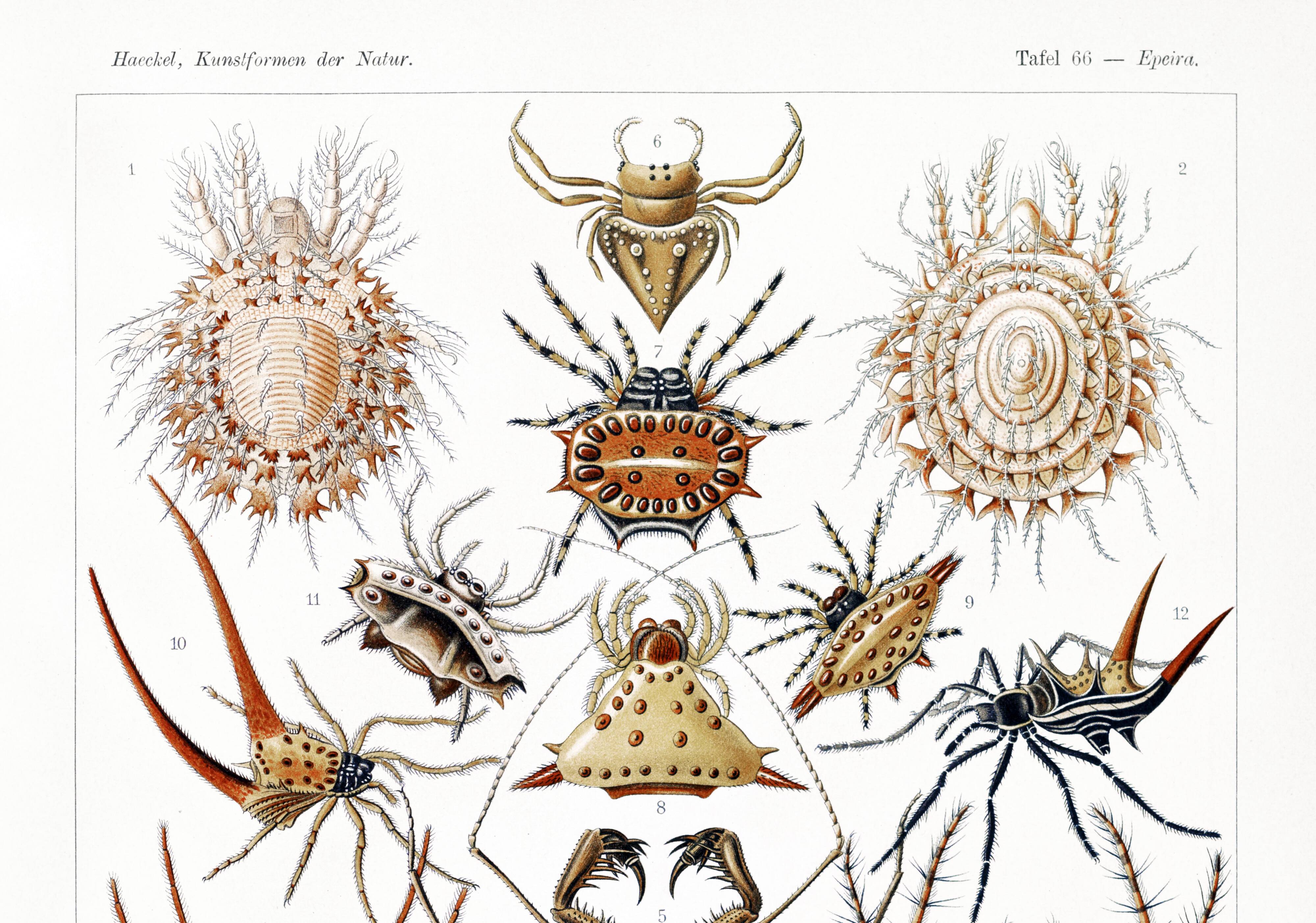 Poster about spiders, based on an old lithograph from 1904.