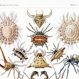 Poster about spiders, based on an old lithograph from 1904.