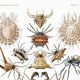 Poster about spiders, based on an old lithograph from 1904.