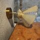 Pair of vintage wall lights in pale yellow granite glass