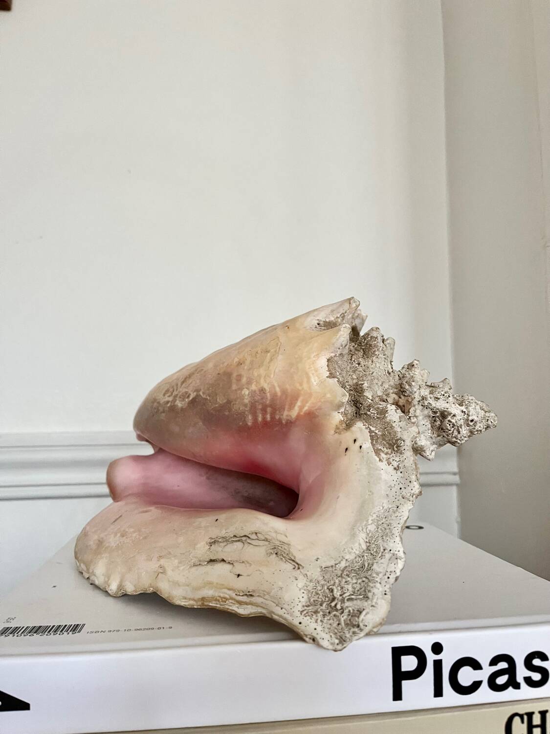 Conch shell