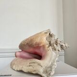 Conch shell