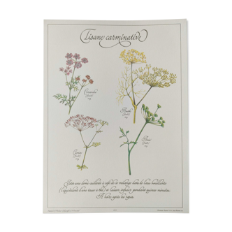 Botanical engraving -Carminative herbal tea- Poster of medicinal plants and herbs