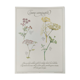 Gravure botanique -Tisane carminative- Affiche de plantes médicinales et herbes