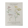 Botanical engraving -Carminative herbal tea- Poster of medicinal plants and herbs