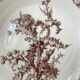 Series of 6 flat plates old model "Thistles" Gien