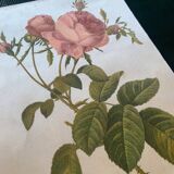 Hundred-leaf rose bush frame after pj redouté, print on fabric, 1960