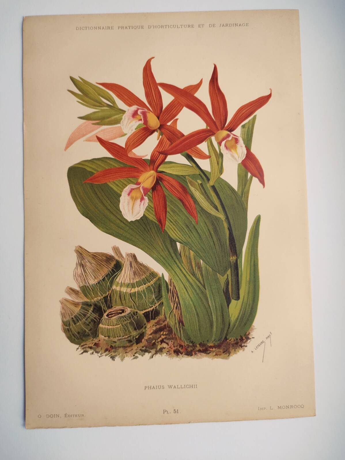 Botanical engraving from 1897 - Phaius Wallichii - Old flower plate by Achille Lefevre