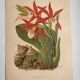 Botanical engraving from 1897 - Phaius Wallichii - Old flower plate by Achille Lefevre