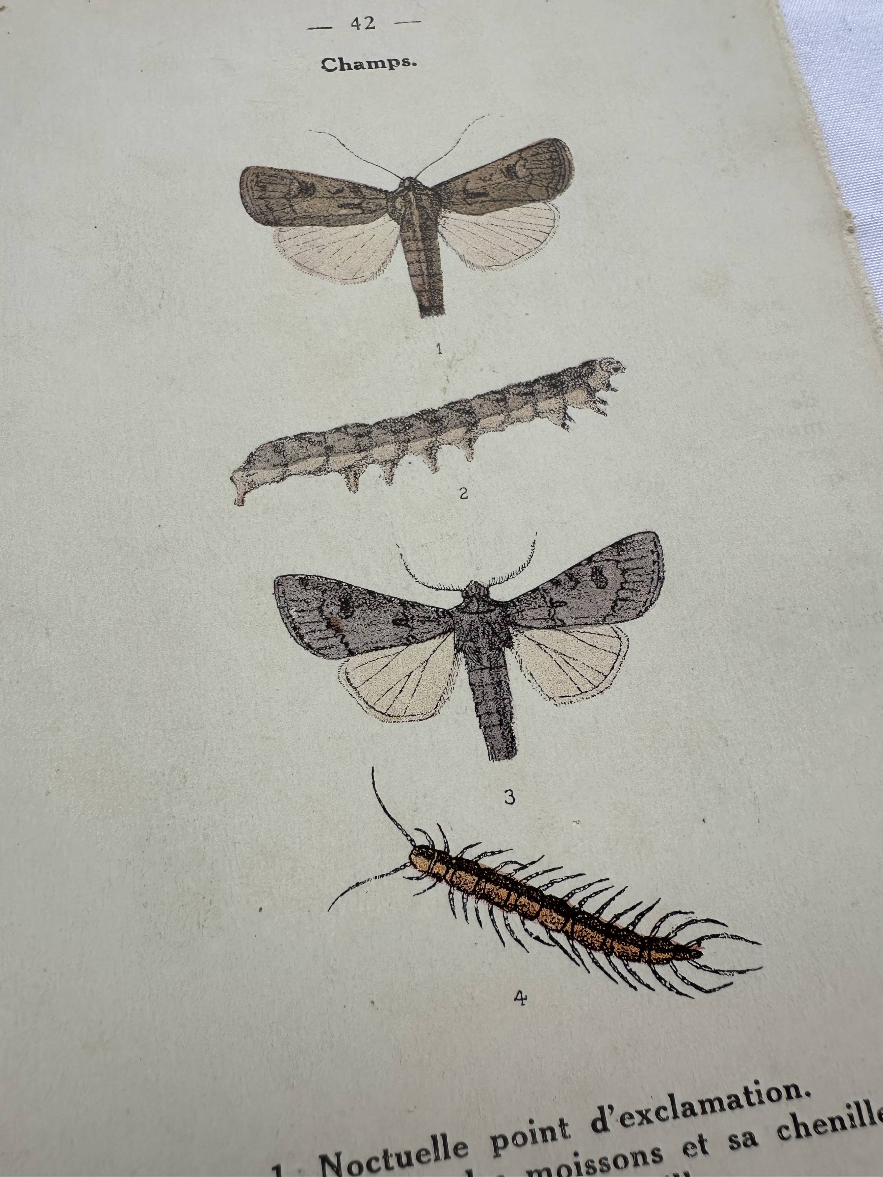 Gravure naturaliste ancienne planche botanique insecte papillon