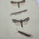 Gravure naturaliste ancienne planche botanique insecte papillon