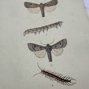 Gravure naturaliste ancienne planche botanique insecte papillon