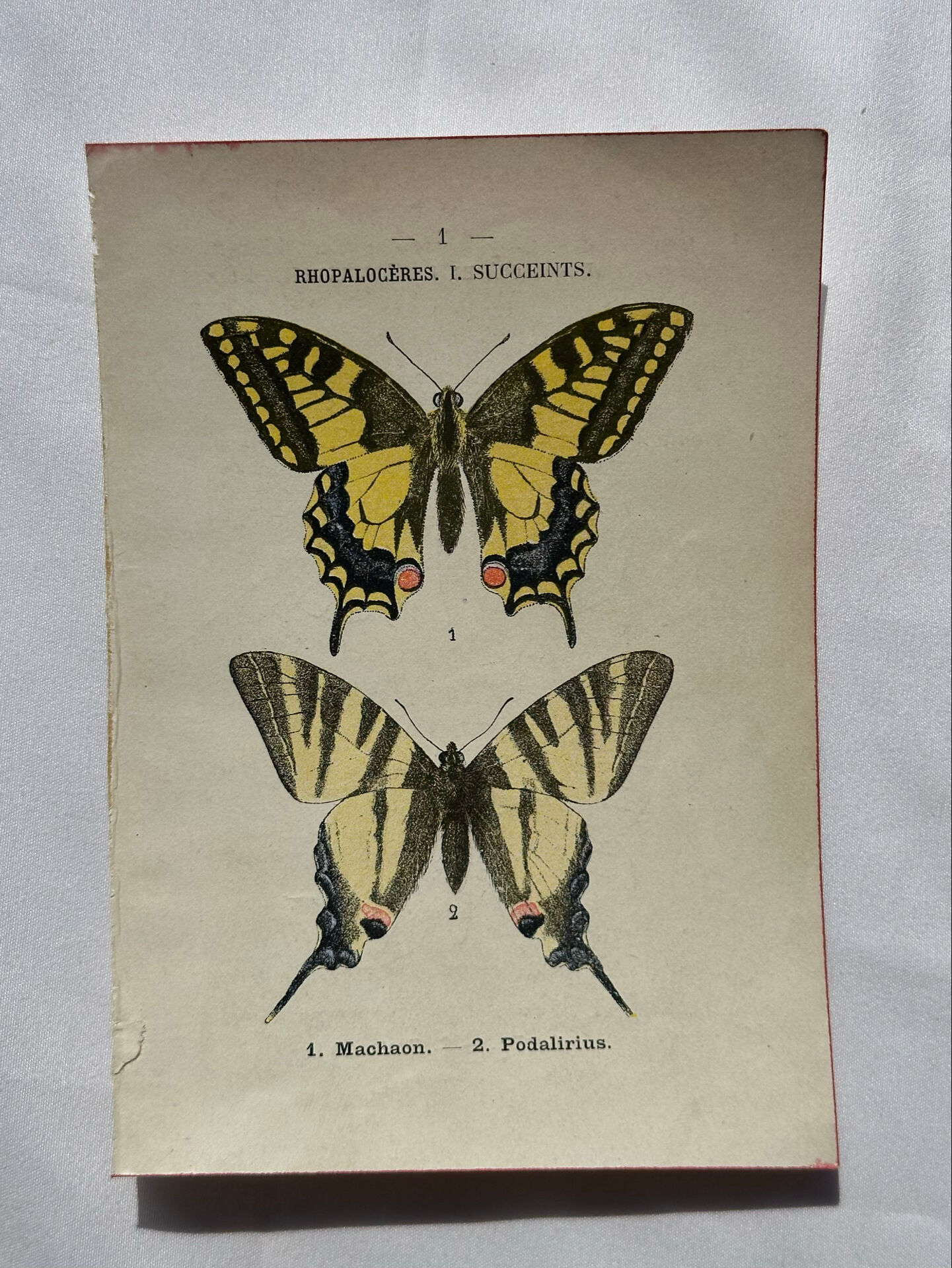 Gravure naturaliste  Papillon 19eme affiche botanique originale 1800