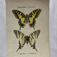 Gravure naturaliste  Papillon 19eme affiche botanique originale 1800