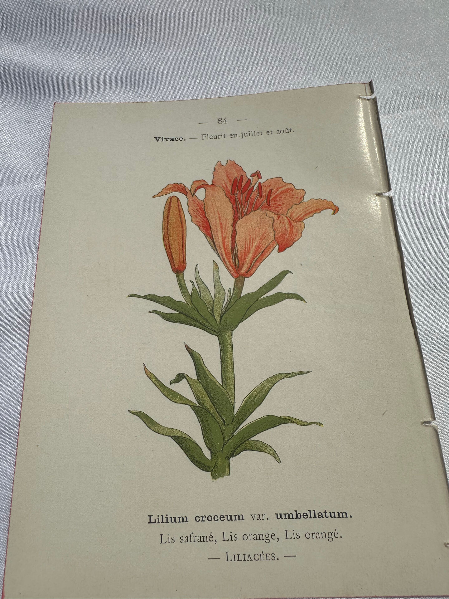 Botanical plate engraving flower 1800 double-sided coloured