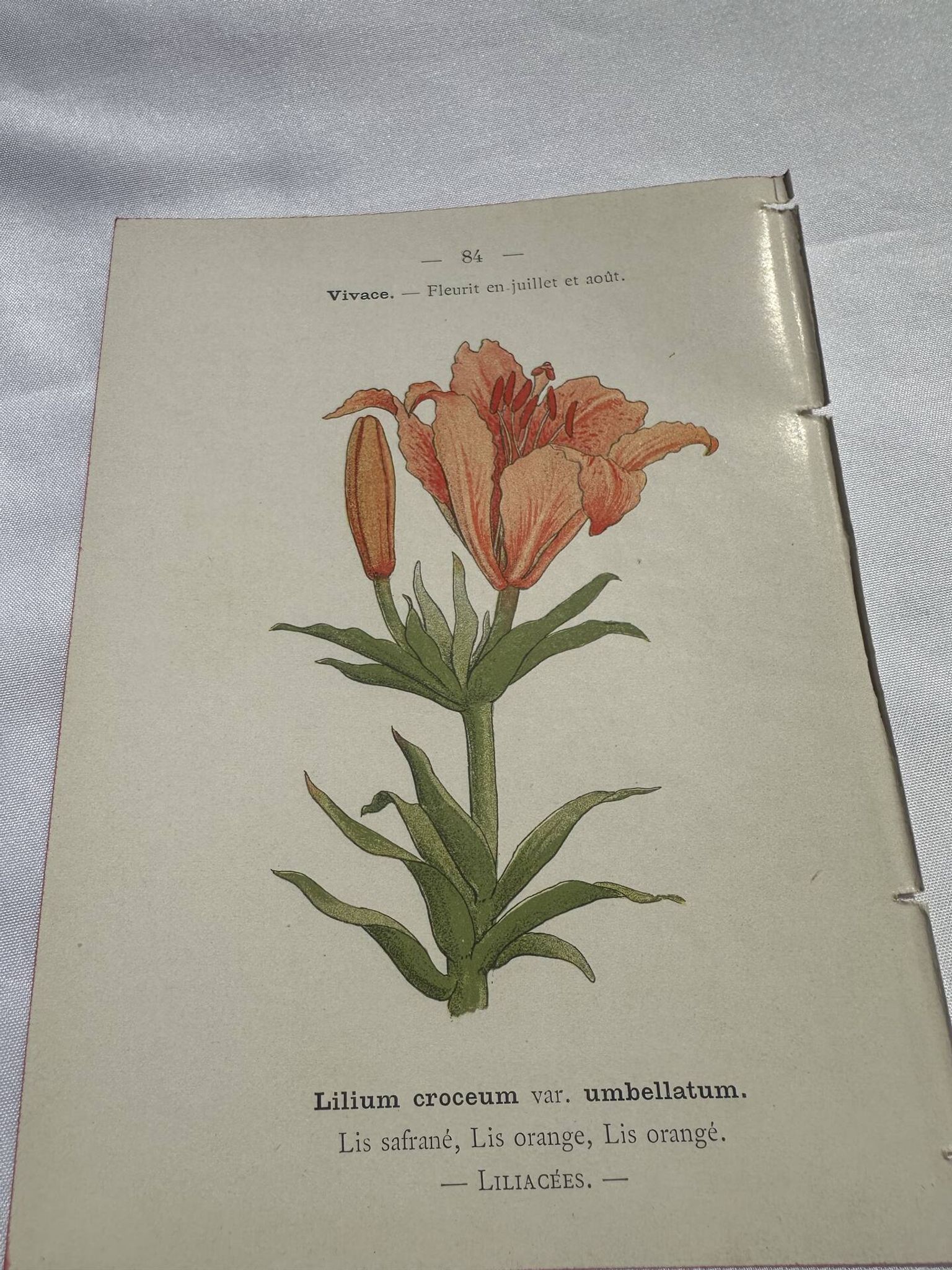 Planche botanique, gravure fleur double face, 1800